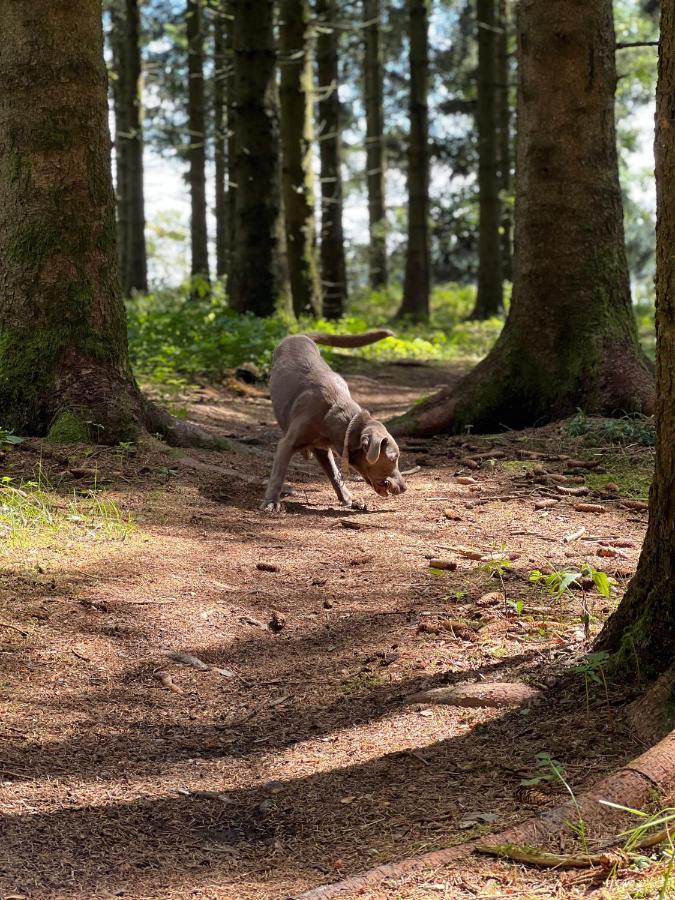 Appartamento Auszeit Bergliebe Winterberg Esterno foto